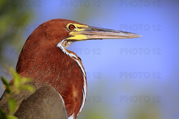 Rufescent tiger heron (Tigrisoma lineatum) adult