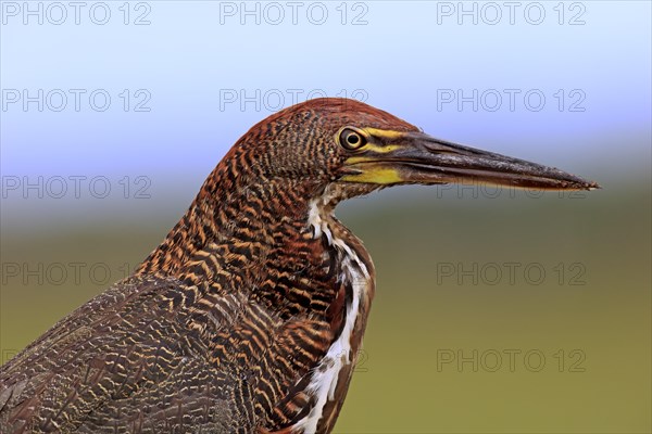 Rufescent tiger heron (Tigrisoma lineatum)