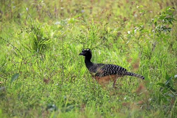 Bare-faced curassow (Crax fasciolata)