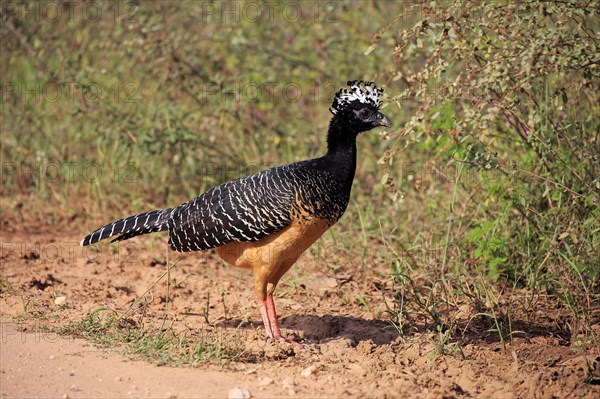 Bare-faced curassow (Crax fasciolata)