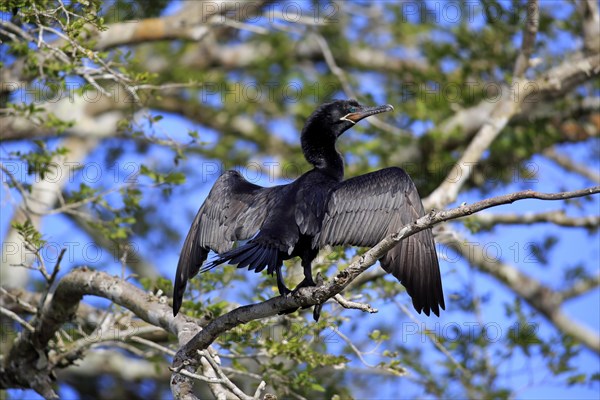 Neotropic Cormorant (Phalacrocorax brasilianus)