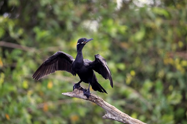 Neotropic Cormorant (Phalacrocorax brasilianus)