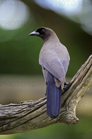 Purplish jay (Cyanocorax cyanomelas)