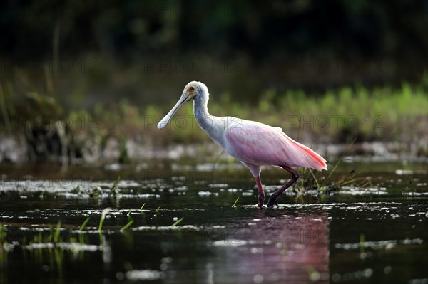 Roseate spoonbill (Ajaia ajaja)