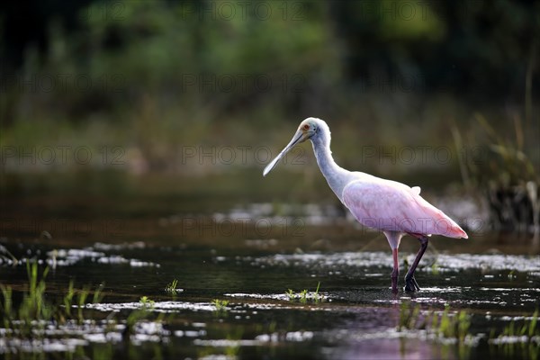 Roseate spoonbill (Ajaia ajaja)