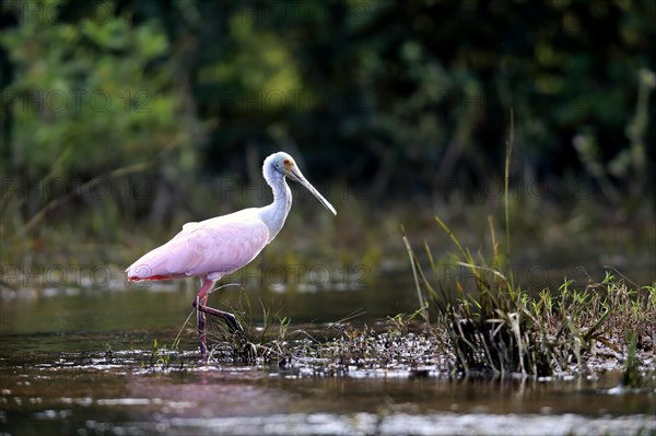 Roseate spoonbill (Ajaia ajaja)