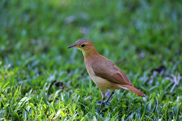 Rufous Hornero (Furnarius rufus)