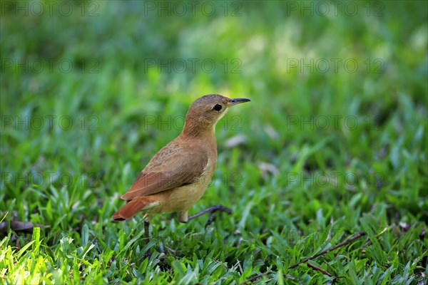 Rufous Hornero (Furnarius rufus)