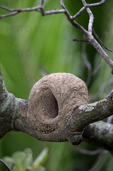 Rufous Hornero nest on a branch (Furnarius rufus)