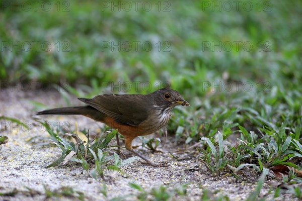 Rufous-bellied thrush (Turdus rufiventris)