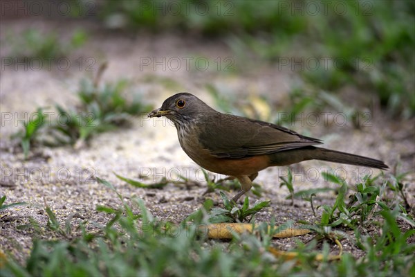 Rufous-bellied thrush (Turdus rufiventris)