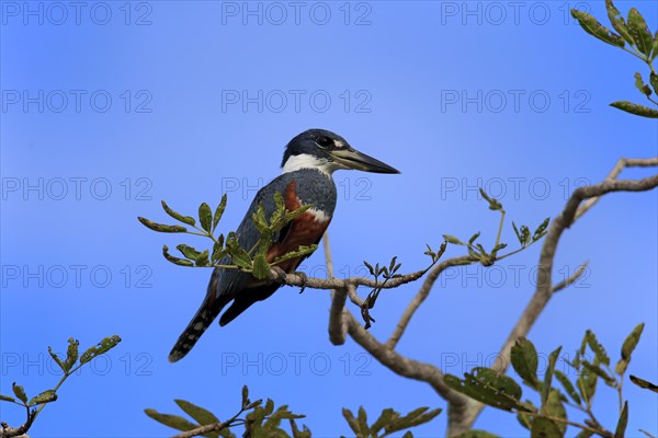 Ringed kingfisher (Ceryle torquata)