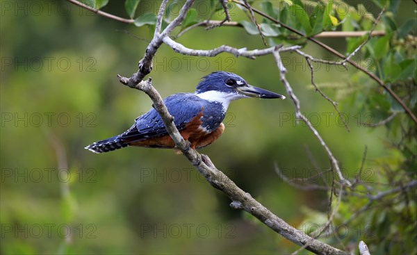 Ringed kingfisher (Ceryle torquata)