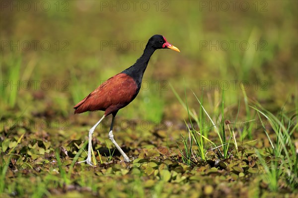 Wattled jacana (Jacana jacana)