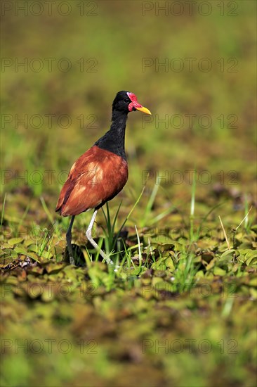 Wattled jacana (Jacana jacana)