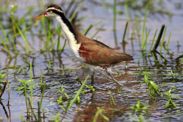 Wattled jacana (Jacana jacana)