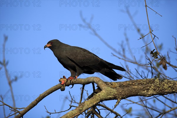 Snail kite (Rostrhamus sociabilis)