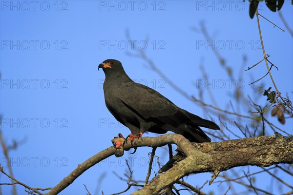 Snail kite (Rostrhamus sociabilis)