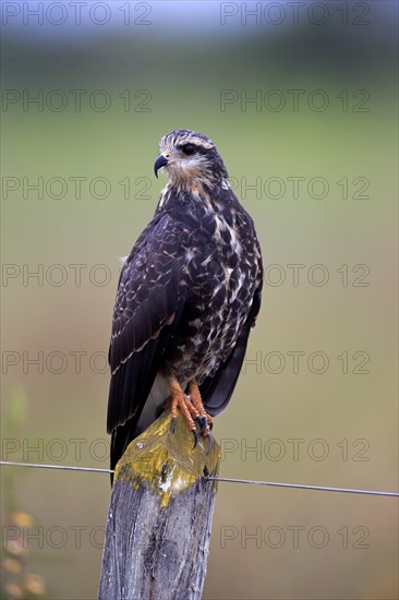 Snail kite (Rostrhamus sociabilis)