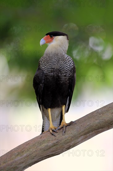 Southern crested caracara (Polyborus plancus)