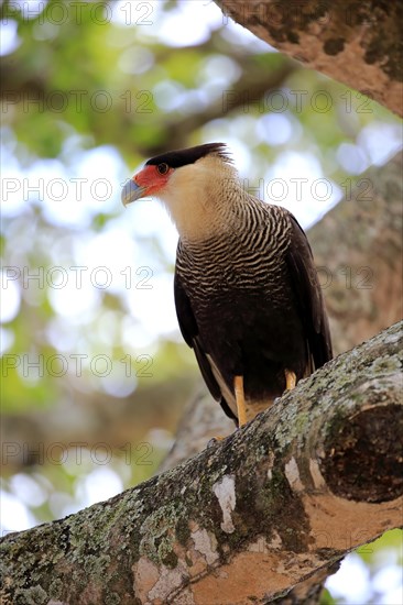 Southern crested caracara (Polyborus plancus)