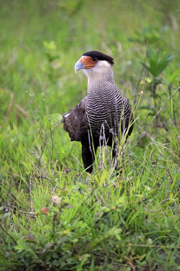 Southern crested caracara (Polyborus plancus)