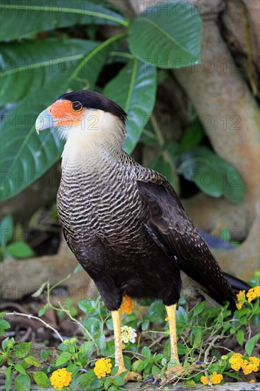 Southern crested caracara (Polyborus plancus)