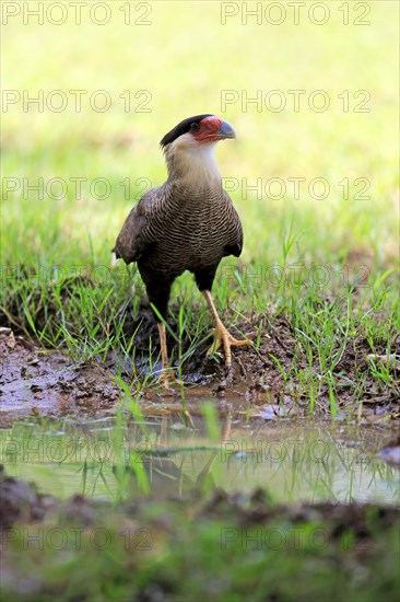 Southern crested caracara (Polyborus plancus)