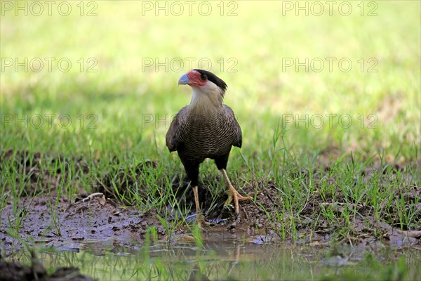 Southern crested caracara (Polyborus plancus)