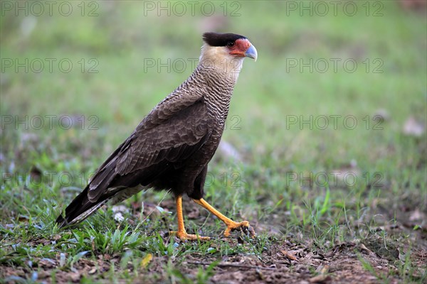 Southern crested caracara (Polyborus plancus)