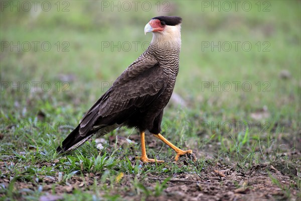 Southern crested caracara (Polyborus plancus)