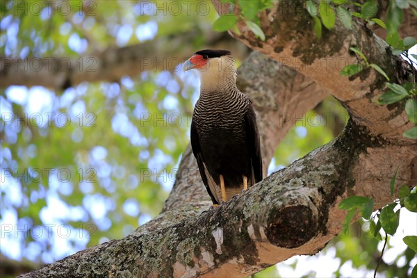 Southern crested caracara (Polyborus plancus)