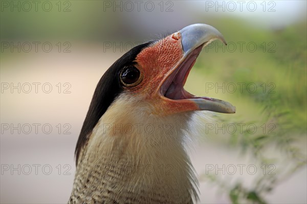 Southern crested caracara (Polyborus plancus)