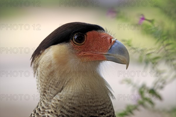 Southern crested caracara (Polyborus plancus)