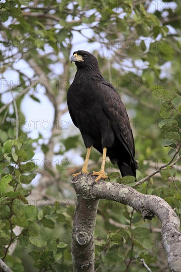 Great black hawk (Buteogallus urubitinga)