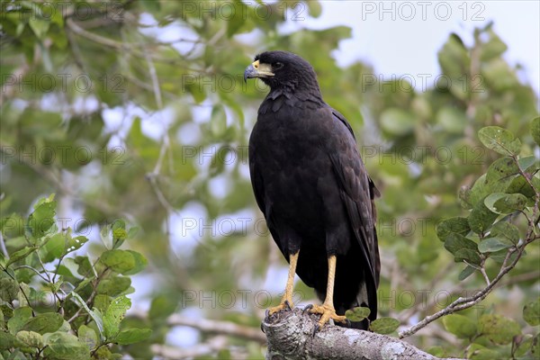 Great black hawk (Buteogallus urubitinga)