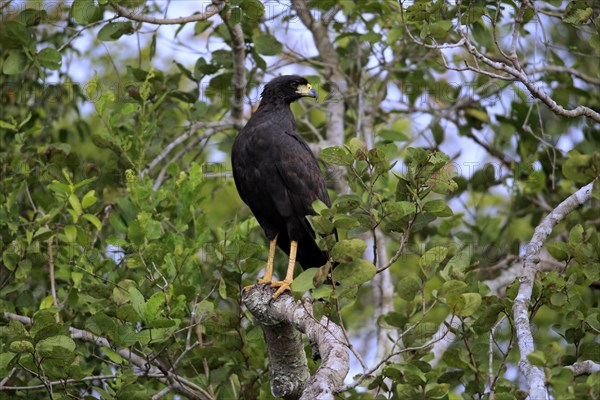 Great black hawk (Buteogallus urubitinga)