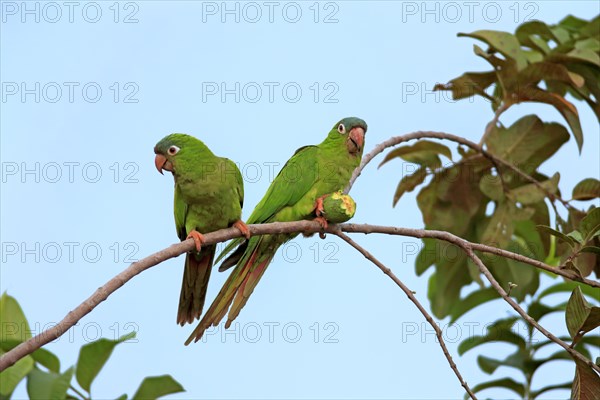 Blue-crowned parakeet (Thectocercus acuticaudatus)