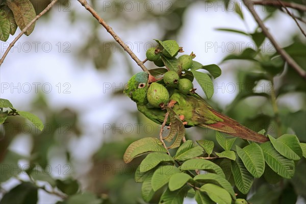 Blue-crowned parakeet (Thectocercus acuticaudatus)