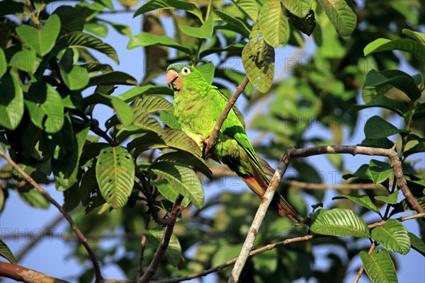 Blue-crowned parakeet (Thectocercus acuticaudatus)