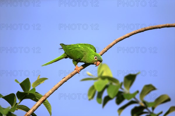 Blue-crowned parakeet (Thectocercus acuticaudatus)