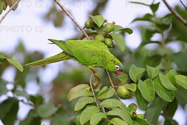 Blue-crowned parakeet (Thectocercus acuticaudatus)