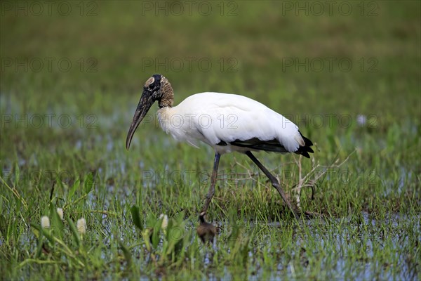 Wood stork (Mycteria americana)