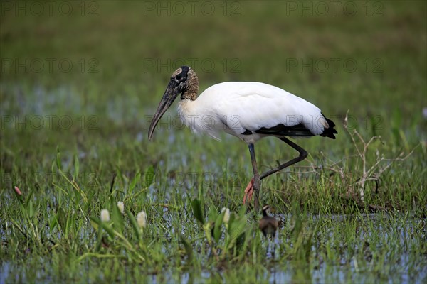 Wood stork (Mycteria americana)