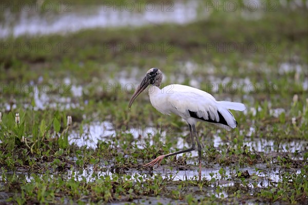 Wood stork (Mycteria americana)