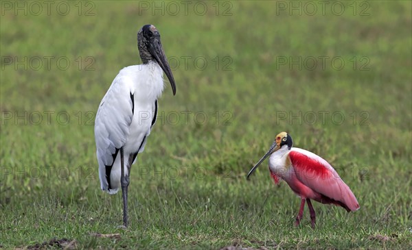 Wood stork (Mycteria americana)