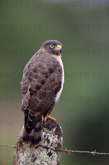 Roadside hawk (Rupornis magnirostris)