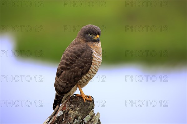 Roadside hawk (Rupornis magnirostris)