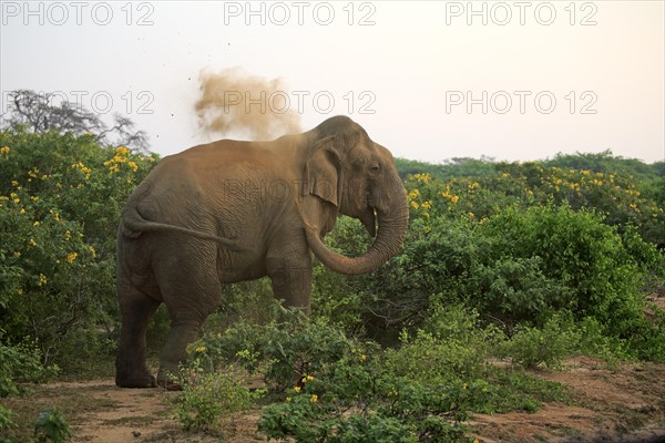 Sri Lankan elephant (Elephas maximus maximus)