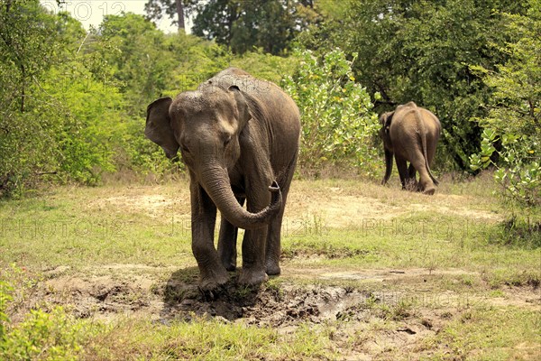 Sri Lankan elephant (Elephas maximus maximus)